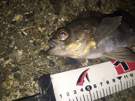 少しコマシなメバル